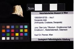 Foto (Objket + Etiketten) von Decapoda indet. 